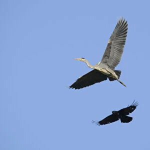 A Crow -Corvus sp. - is mobbing a Grey Heron -Ardea cinerea- in order to drive it from its territory, Hamburg, Germany