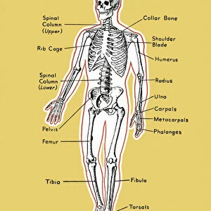 Diagram of a Skeleton
