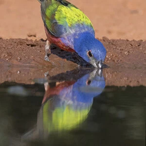 Drinking Painted Bunting