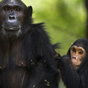 Eastern chimpanzee female Gaia aged 20 years with her son Google aged 4 years