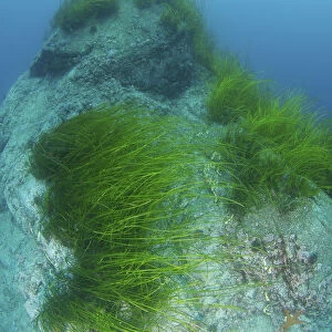Eelgrass -Zostera marina-, Japan Sea, Primorsky Krai, Russian Federation, Far East