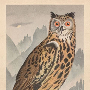 Eurasian eagle-owl (Bubo bubo), chromolithograph, published in 1896