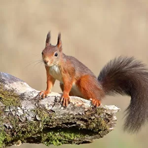Eurasian red squirrel (Sciurus vulgaris), dark variant, sitting attentively on a tree root, Siegerland, North Rhine-Westphalia, Germany
