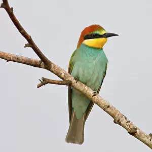 European Bee-eater (Merops apiaster) Young bird sitting on a branch, with light background, Lake Neusiedl National Park, Seewinkel, Northern Burgenland, Burgenland, Austria