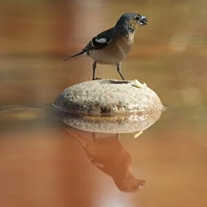 European Chaffinch, male Chaffinch bird species, (Fringilla coelebs ), Spain. On a stone reflected in water