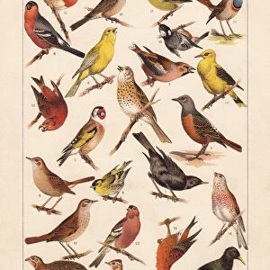 European songbirds, chromolithograph, published in 1896