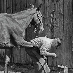 Farrier At Work