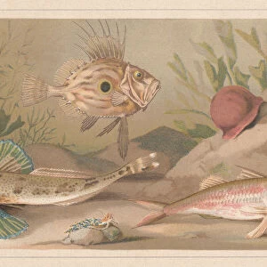 Fishes, lithograph, published in 1868