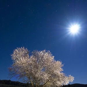 Flowery almond-tree at starry night