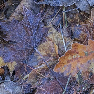 Frosted Autumn leaves on the ground