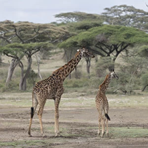 Giraffe (Giraffa Camelopardalis) mother and young with acacia trees in background, Serengeti National Park, Tanzania