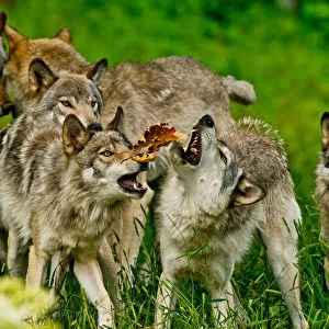 Gray wolves at play