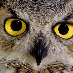 Great horn owl face close up