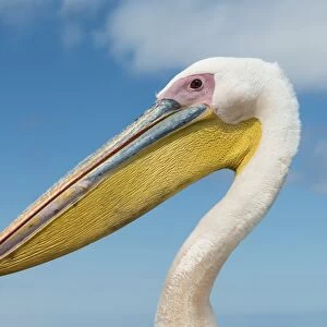 Great White Pelican -Pelecanus onocrotalus-, portrait, Walvis Bay, Namibia