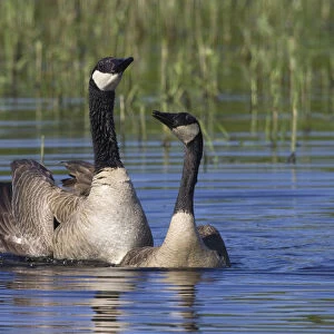 Greater Canada geese (Branta canadensis) swimming, Oregon, USA