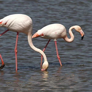 Greater Flamingos -Phoenicopterus roseus- foraging in shallow water, Camargue, France, Europe
