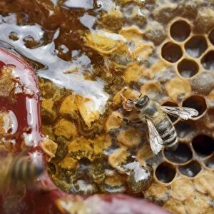 Honey bee -Apis mellifera- nibbling on the open honey comb with leaking honey, after the wax lid was removed with the wax comb