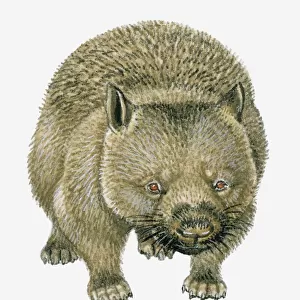 Illustration of Common Wombat (Vombatus ursinus)