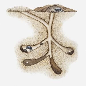 Illustration of Dung beetles (Scarabaeoidea) in their underground nest with eggs laid in dung, cross-section