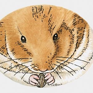 Illustration of hamster holding sunflower seed