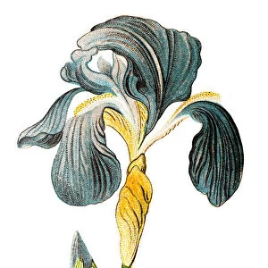 Iris germanica, bearded iris, german iris