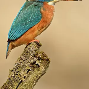 Kingfisher (Alcedo atthis), female, adult, on the lookout, Illertal, Upper Swabia, Baden-Wuerttemberg, Germany