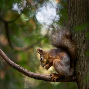Late autumn squirrel