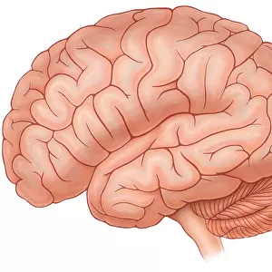 Lateral view of a normal brain