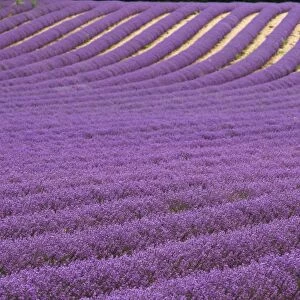 Lavender fields in provence, France