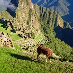 Llama walking in front of Machu Picchu, Peru