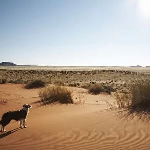 Lone Border Collie Standing on Sand Dune