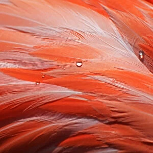 Macro of bird feathers with water drops - Pink Flamingo - Phoenicopteridae