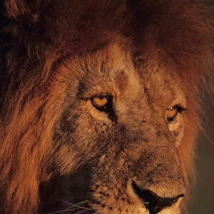 Male lion (Panthera leo), close-up, Masai Mara National Reserve, Kenya