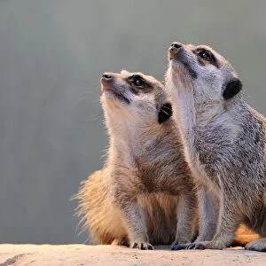 Meerkats -Suricata suricatta- looking up