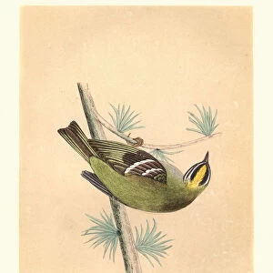 Natural history, Birds, common firecrest (Regulus ignicapilla)