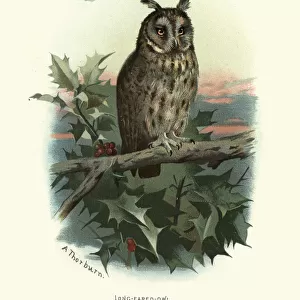Natural history, birds of prey, long-eared owl (Asio otus)