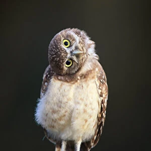 A New Burrowing Owlet Perspective