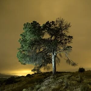 Night landscape with orange clouds of a great tree on a hill