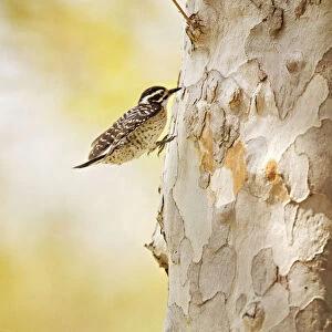 Nuttalls woodpecker runs up tree
