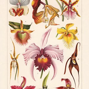 Orchids (Orchidaceae), chromolithograph, published in 1900