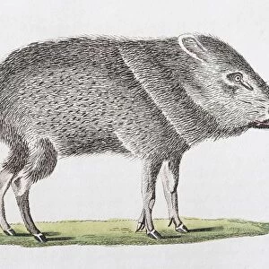 Patira (Dicotyles torquatus), hand-coloured copperplate engraving from Friedrich Justin