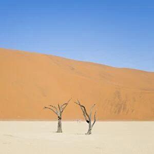 Two people walking in the Deadvlei salt pan with a giant dune in the backdrop. Sossuvlei, Namibia