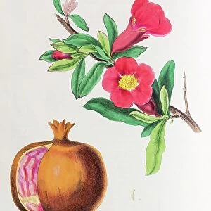 Pomegranate (Punica granatum), from Plantae Utiliores or Illustrations of useful plants, hand-colored print by Mary Ann Burnett, 1842