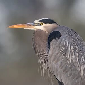 Portrait of a GBH