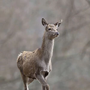 Red deer -Cervus elaphus-, female