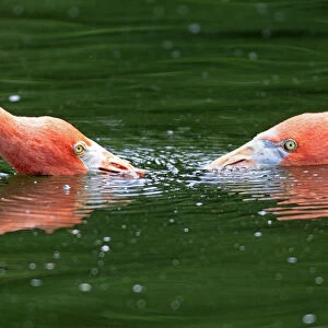 Red Flamingoes or Cuban Flamingoes -Phoenicopterus ruber ruber-, pair with their heads in the water, native to South America, captive, Heidelberg, Baden-Wurttemberg, Germany