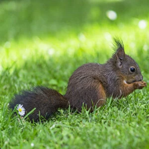 Red Squirrel -Sciurus vulgaris- on a meadow, feeding, Lower Austria, Austria