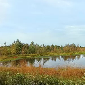 Rehdener Geestmoor, bog pond in autumn, Duemmer nature park Park, Lower Saxony, Germany