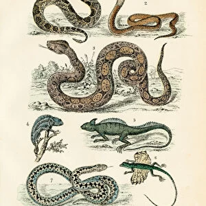 Reptiles: chameleon, flying dragon, basilisk, cobra, rattlesnake engraving 1872