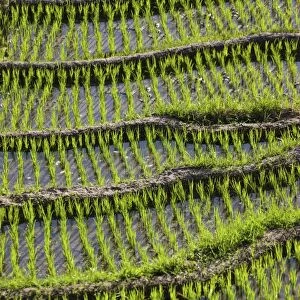 Rice fields, Tirtagangga, bei Abang, Bali, Indonesia